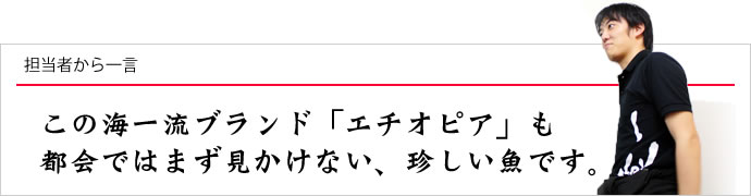 担当者から一言：この海一流ブランド「エチオピア」も都会ではまず見かけない、珍しい魚です。