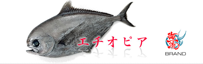 海一流ブランド魚　エチオピア