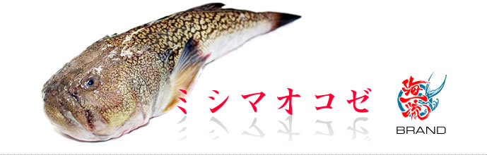 海一流ブランド魚 ミシマオコゼ