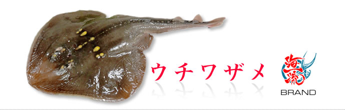 海一流ブランド魚　ウチワザメ