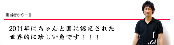 担当者から一言：都会の市場にはまず入らない、めずらしく美味しい魚です！